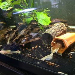 Aquarium Decorations