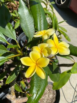 Plumeria plants very healthy rooted plants