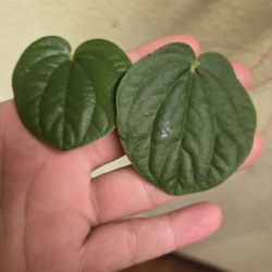 Peperomia RANA Verde Cuttings