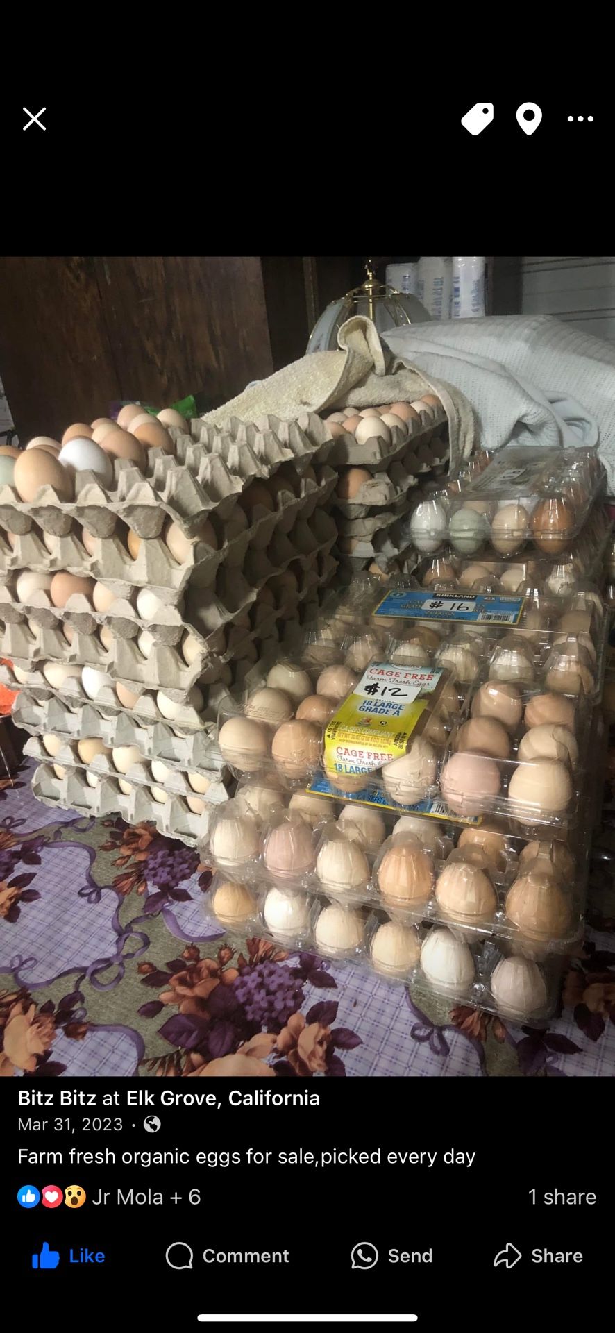 Fresh Organic Eggs For Sale $8 a dozen Picked everyday