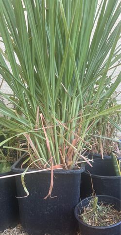 Lemongrass 10 gallons
