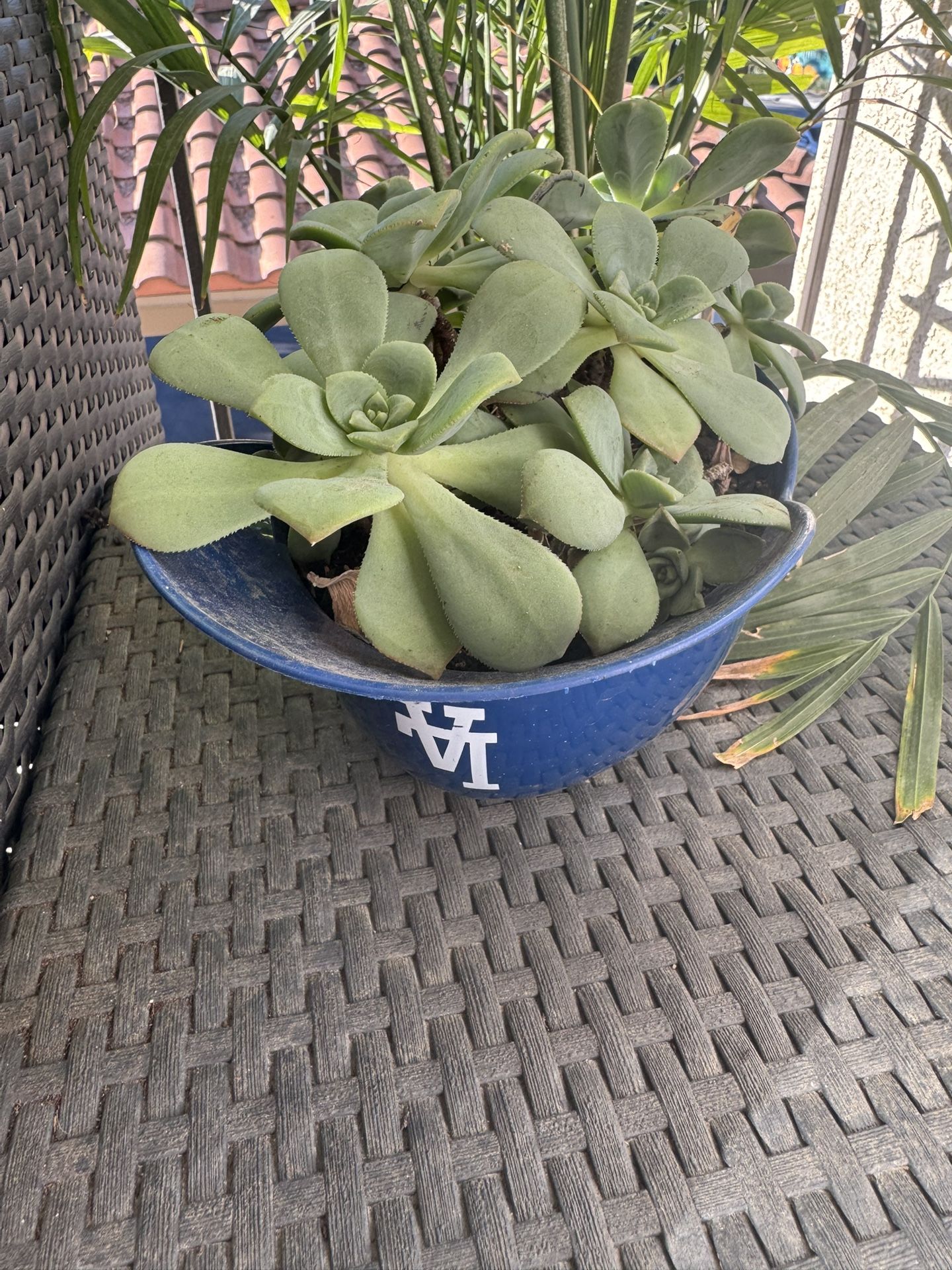 Dodgers Succulent 