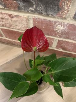 Red Anthurium plant