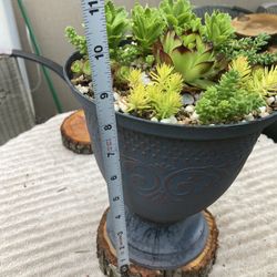 Succulents With Vase And Wood 