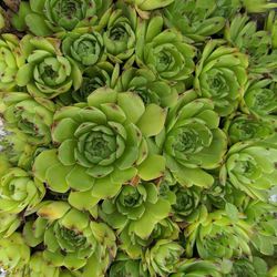 Succulents hens and chicks In Pan
