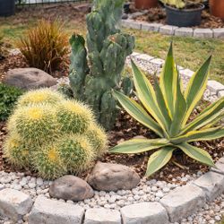 Cactus / Agave/ Desert Plants / Prices Below 