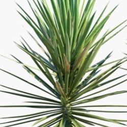 Spanish Bayonet Plant