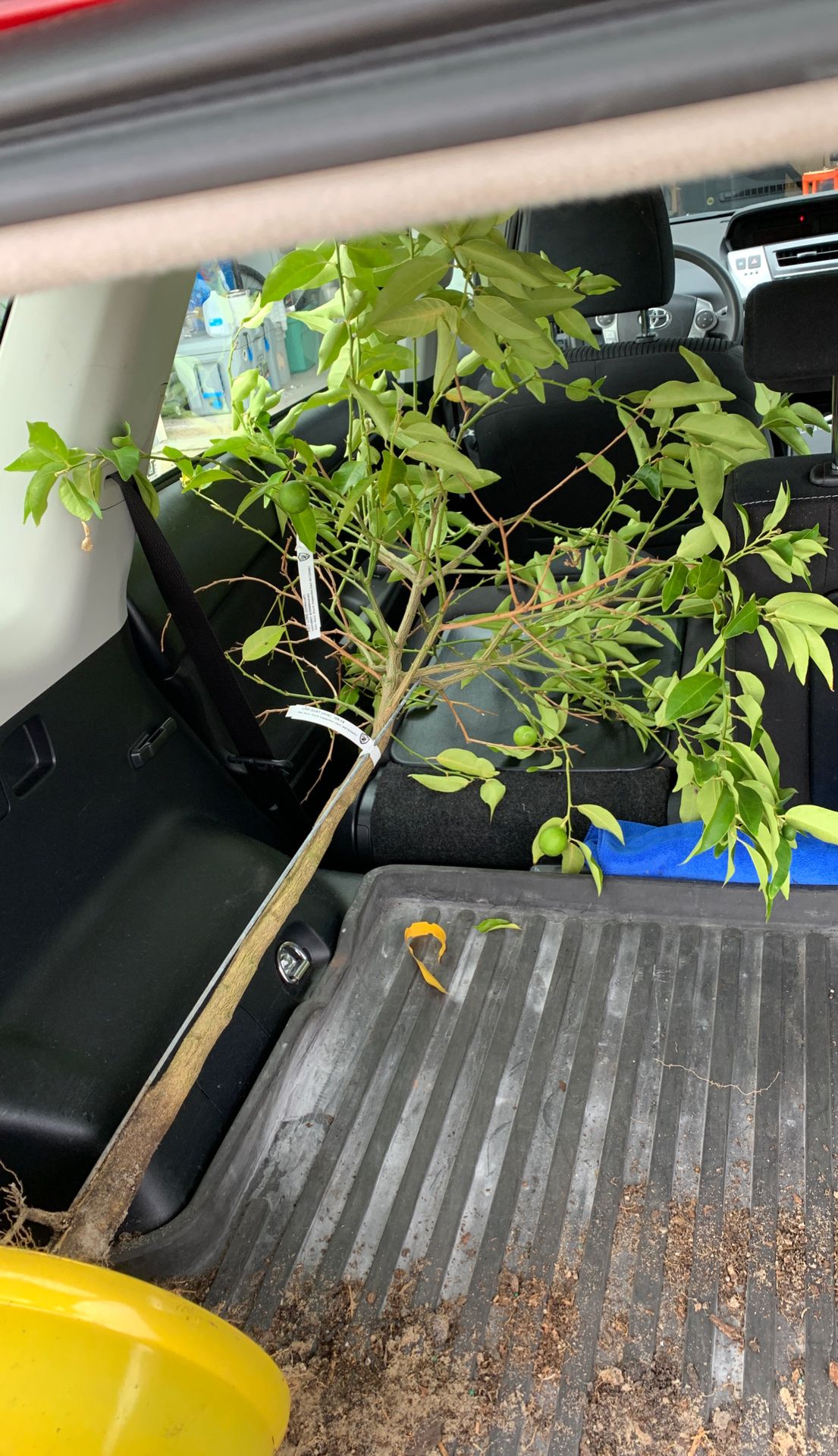 Roughly 4’ limequat tree