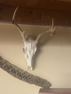 Whitetail Deer European Skull Mount with Antlers