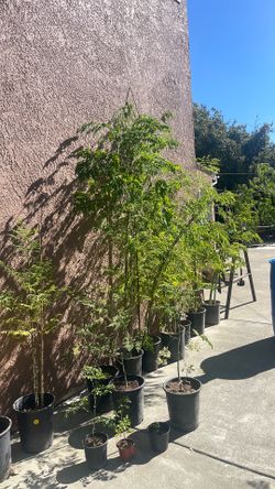 Moringa Oleifera Drumstick Trees