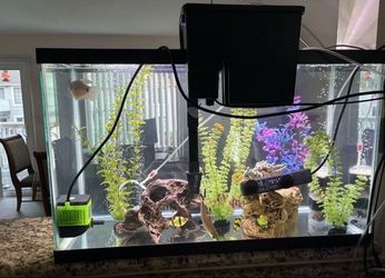 Fish tank with accessories
