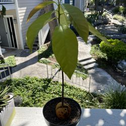 Avocado Tree 