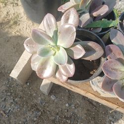 Succulent