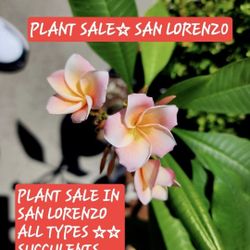 SUCCULENT AND PLANT SALE SUNDAY IN SAN LORENZO TONS OF PLANTS 