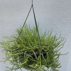 Euphorbia Flanaganii Medusa Head Succulent 