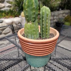 Cactus San Pedro 19" Tall With Terra Cotta Ceramic Pot 