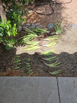 Aloe plants (Free)