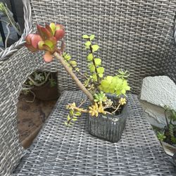 Silver Glass Vase With Succulents 