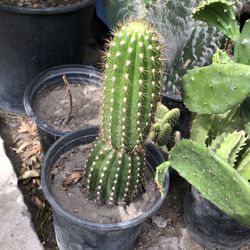 Cactus