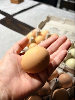 🪺Huevos 🥚 fertilez 🐣para encubar o comer🍳a 6 la doz en OACKLIFF