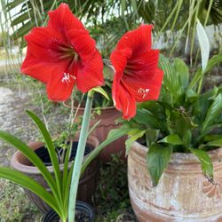 Blooming Amaryllis Plant In Pot For Sale 