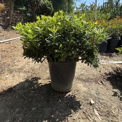 Wheeler's Dwarf Pittosporum 5 Gal