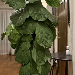 Fiddle Leaf Fig 