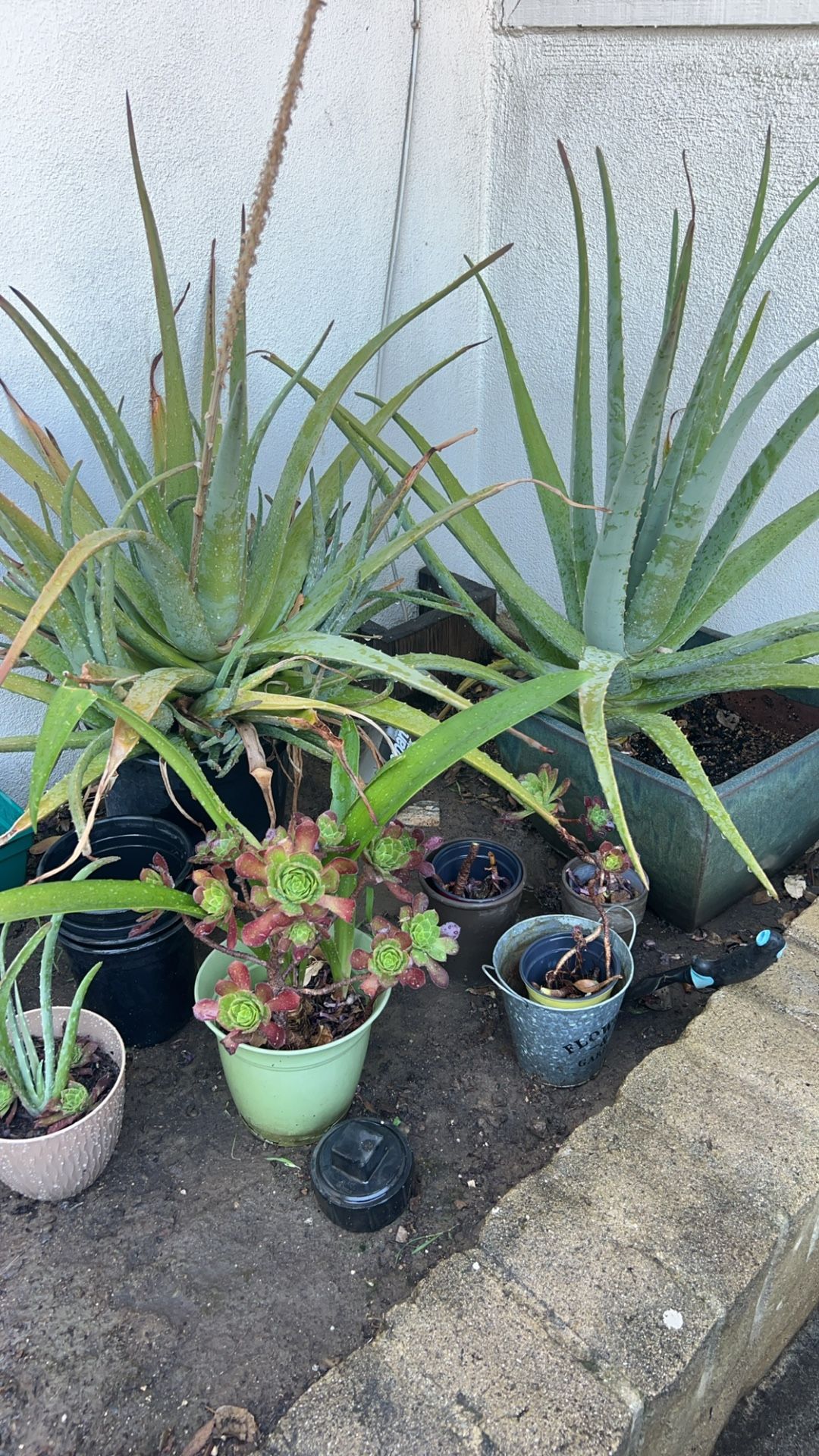 Plants
