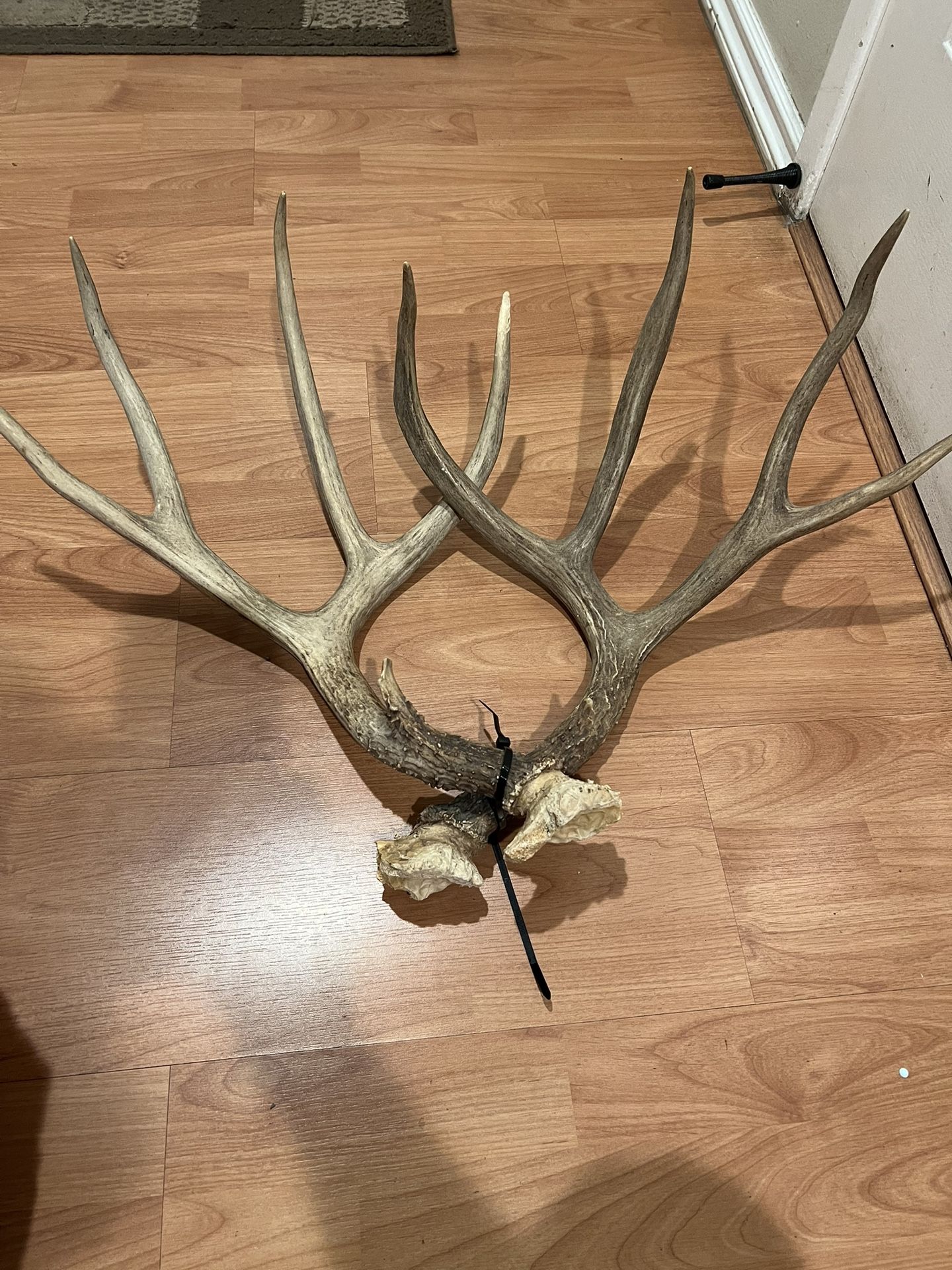 Large Mule Deer Antlers