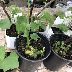 Plants 🪴chayote Ready For Pick Up Asking $5 Each South La 90043 Message Me For Questions 