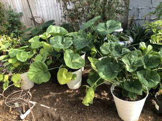 Hollyhock Flower Plants