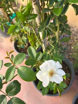 Climbing iceberg white rose