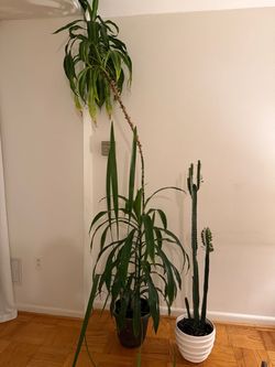 Plant