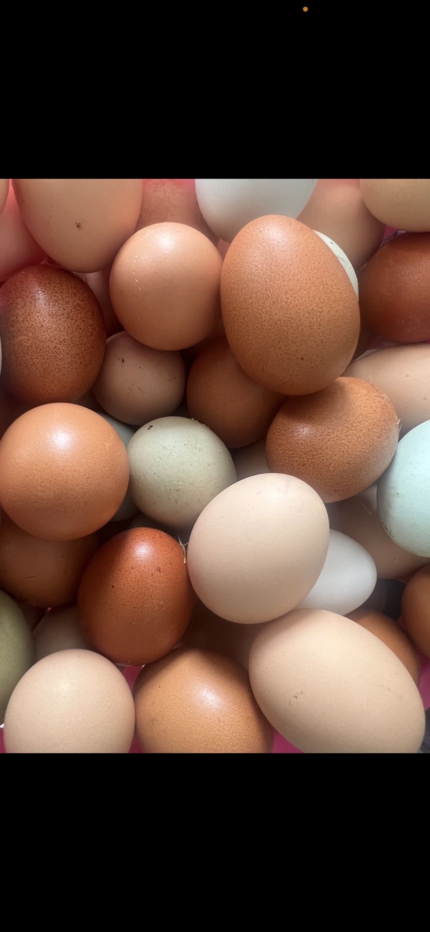 Organic Eggs 