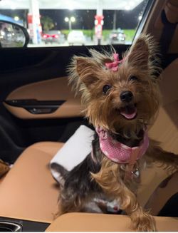 Bella - Yorkshire Terrier