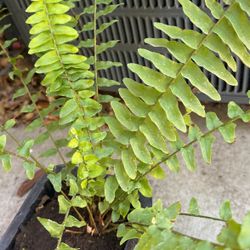 Fern
