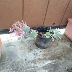 Flowering Succulent Plant Pot