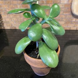 Crassula ovata, commonly known as Jade plant.