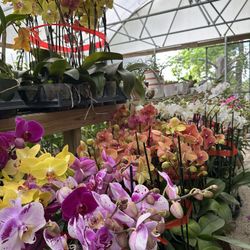 Orchids From $10