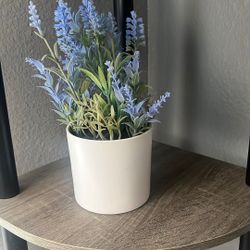 Plant Decor 