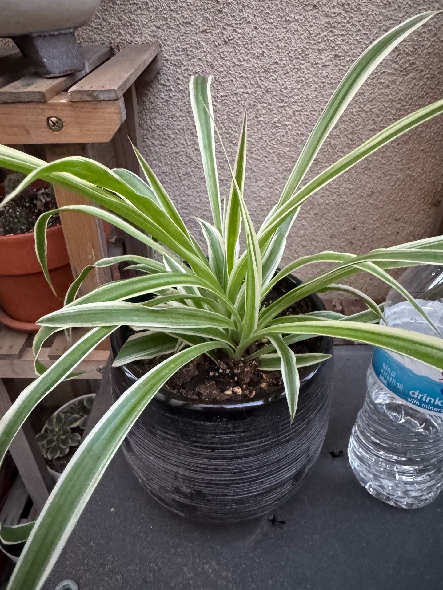 Spider Plant