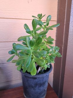 Outdoor jade