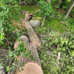 FREE FIREWOOD