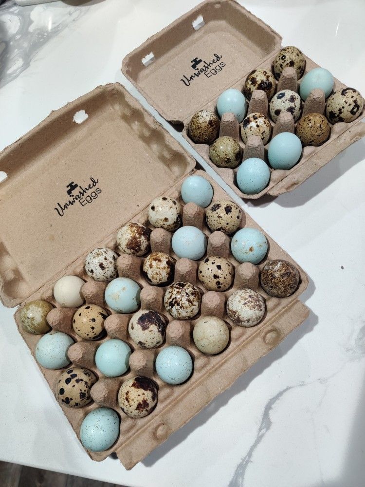 Quail Eggs