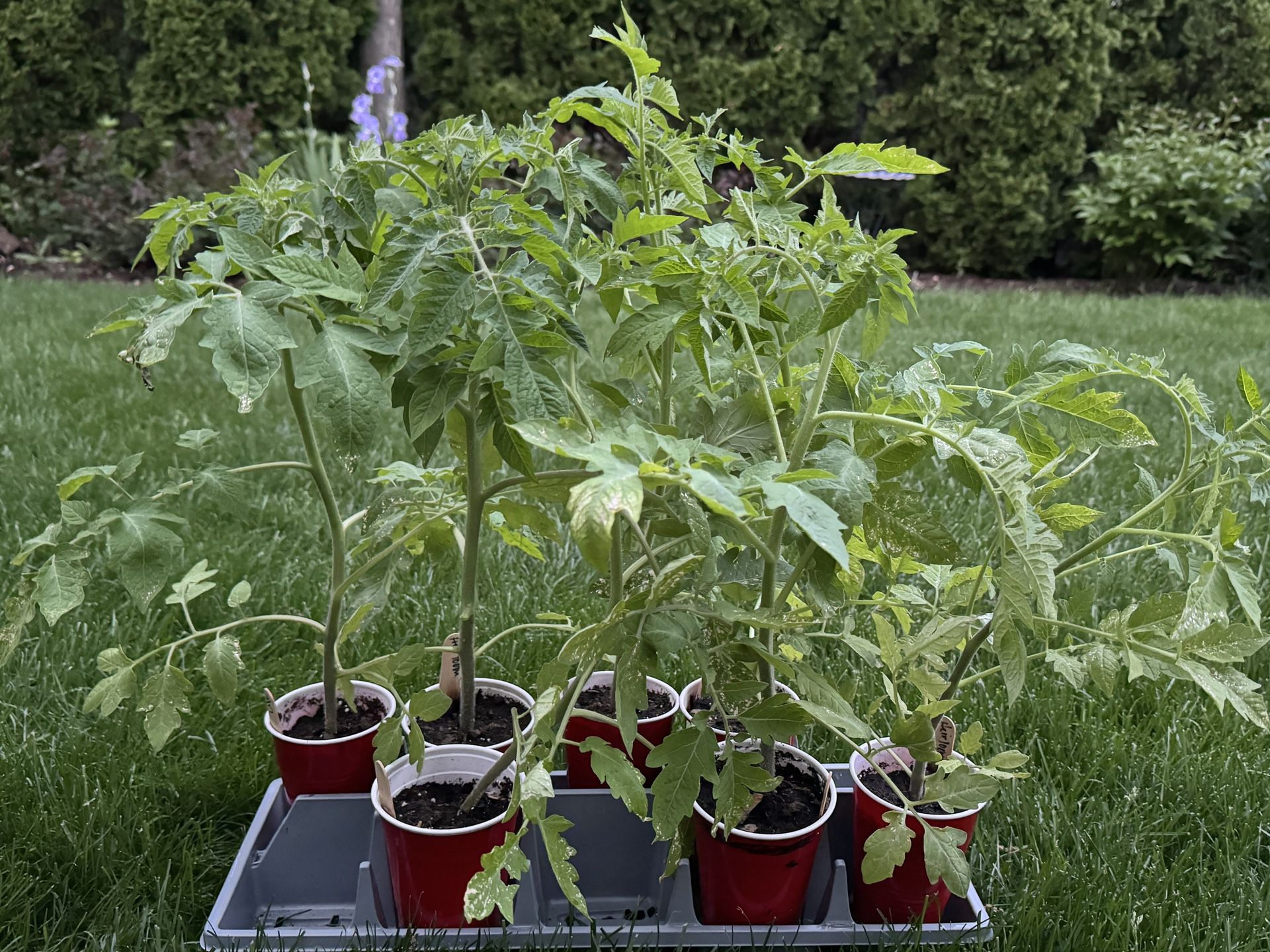 Large Heirloom Tomato Plants
