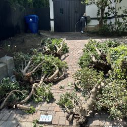 Curb Alert! Free Jade Plants