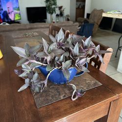 Purple Plant,ceramic Pot,6 Inch Pot 