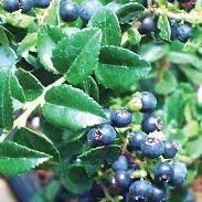 Evergreen Huckleberry Plants!