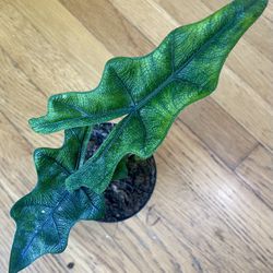 Rare Alocasia Jacklyn Plant / Free Delivery Available 