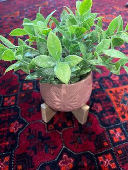 Decorative Plant